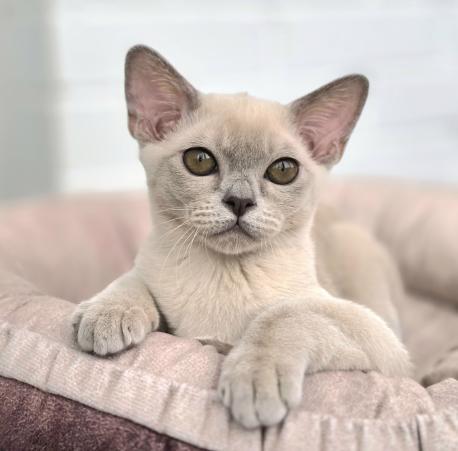 Мальчик Ilan