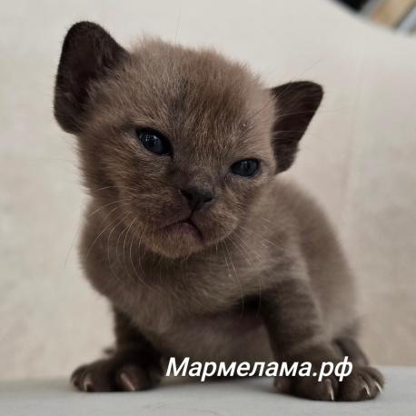 06.03.2026  N 5 мальчиков 1 девочка