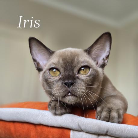 девочка Iris