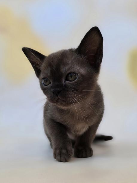 Nala