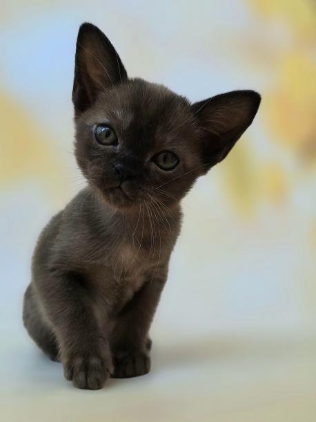 Nala